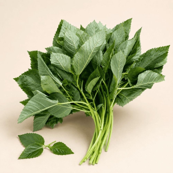 ملوخيه صندله عروق