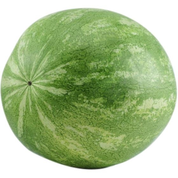 بطيخ