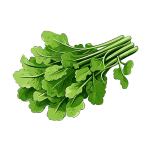 جرجير