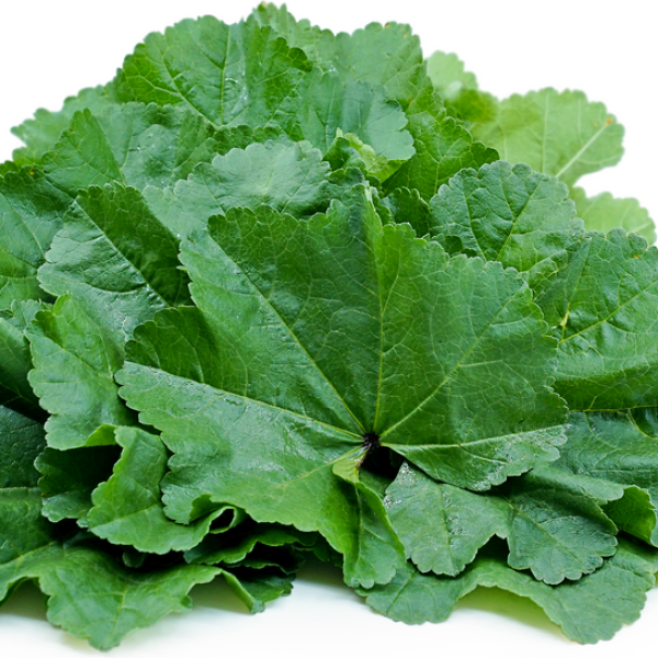 خبيزة